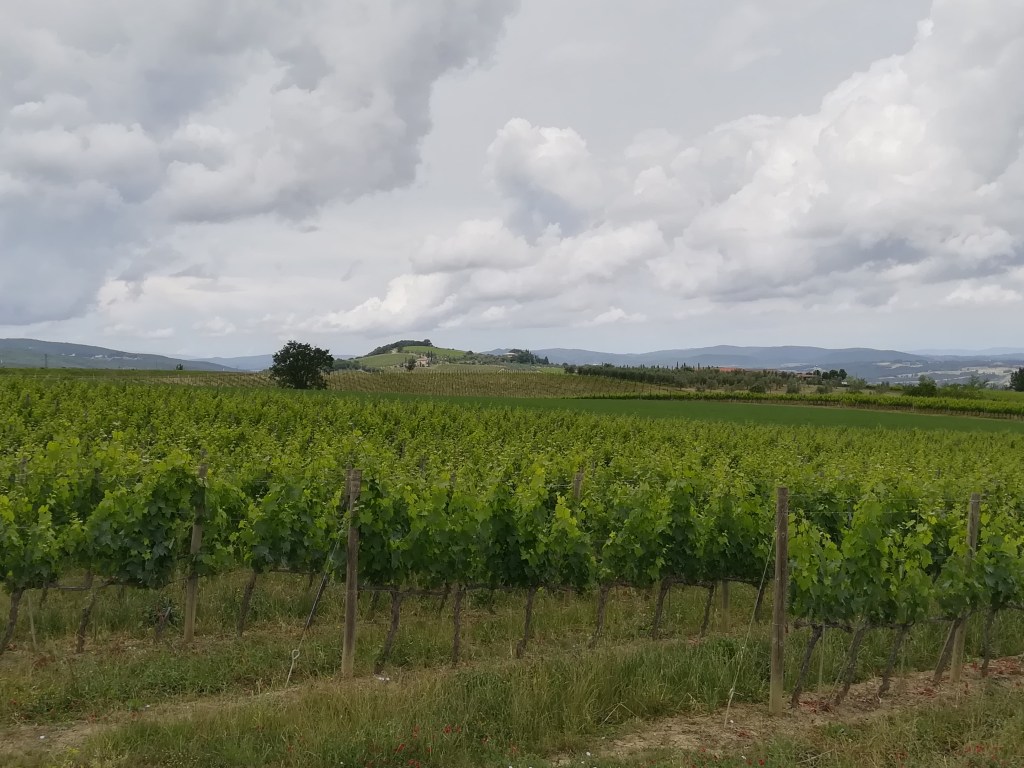 Vigne a Montalcino